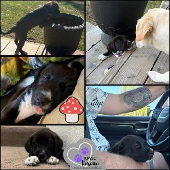 Portobello - Mushroom Litter -  Mixed Breed Dog for Adoption in Kenai, Alaska - Portobello - Mushroom Litter | PetCurious