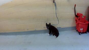 SUSHI -  Siberian Husky and Mixed Breed Dog for Adoption in Tulsa, Oklahoma - SUSHI | PetCurious