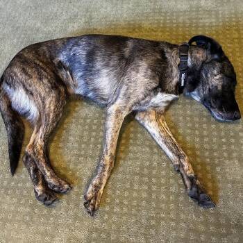 Kota D71466 -  Shepherd Dog for Adoption in Minnetonka, Minnesota - Kota D71466 | PetCurious