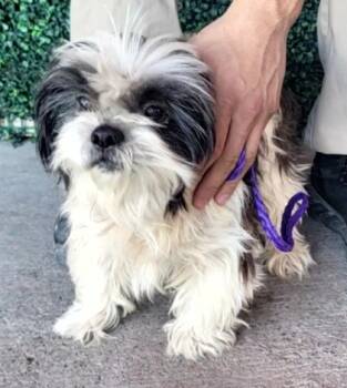 Rescue Shih Tzu and Mixed Breed Dogs for Adoption in El Paso, Texas - 59841129 | PetCurious