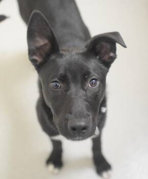 Firefly -  Black Labrador Retriever and Shepherd Dog for Adoption in Pontiac, Michigan - Firefly | PetCurious
