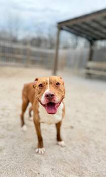 Mixed Breed Dogs Available for Adoption in Muskegon, Michigan - King | PetCurious