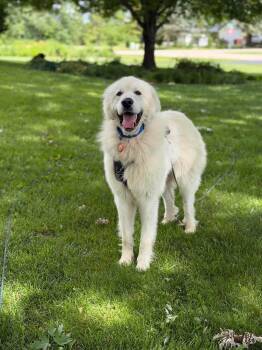 Ludo -  Great Pyrenees Dog for Adoption in Elgin, Illinois - Ludo | PetCurious