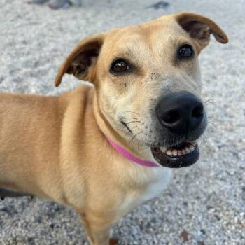 Kate -  Mixed Breed Dog for Adoption in Englewood, Florida - Kate | PetCurious