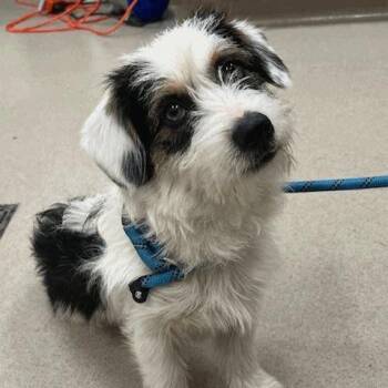 Miniature Schnauzer and Poodle Dogs Available for Adoption in Houston, Texas - Maximus | PetCurious