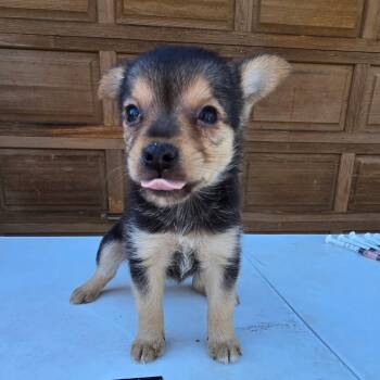 Wednesday -  Pomeranian and Mixed Breed Dog for Adoption in Klamath Falls, Oregon - Wednesday | PetCurious