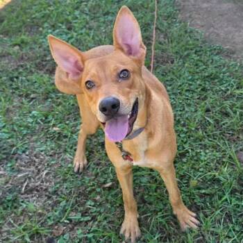 Foxy -  Shepherd Dog for Adoption in Houston, Texas - Foxy | PetCurious