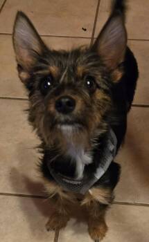 Rescue Yorkshire Terrier and Maltipoo Dogs for Adoption in San Antonio, Texas - Fancy | PetCurious