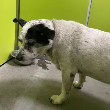 Little -  Chihuahua and Jack Russell Terrier Dog for Adoption in Spokane, Washington - Little | PetCurious