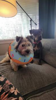 Clyde -  Terrier Dog for Adoption in Bothell, Washington - Clyde | PetCurious