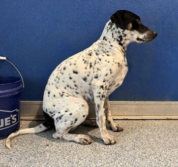 Australian Cattle Dog Blue Heeler and Rat Terrier Dogs Available for Adoption in Bartlesville, Oklahoma - Poppy | PetCurious