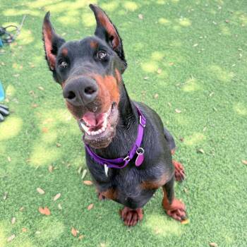 Valkyrie 3606 -  Doberman Pinscher Dog for Adoption in Oakland Park, Florida - Valkyrie 3606 | PetCurious
