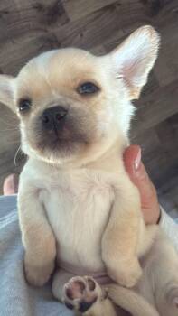 Squash -  Mixed Breed Dog for Adoption in Athens, Ontario - Squash | PetCurious