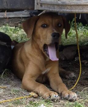 Labrador Retriever Dogs Available for Adoption in Lawrenceville, Georgia - Pen 196 Garfield | PetCurious