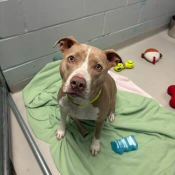 Mixed Breed Dogs Available for Adoption in Enfield, New Hampshire - BK | PetCurious