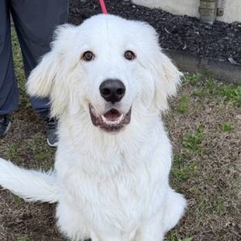 Rescue Great Pyrenees and Mixed Breed Dogs for Adoption in Carrollton, Texas - Marsh | PetCurious