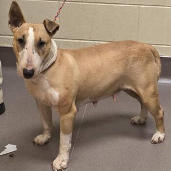 Bull Terrier Dogs Available for Adoption in Norman, Oklahoma - Toffee | PetCurious