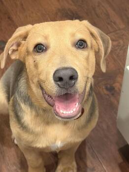 Bruce Woofsteen -  Mixed Breed Dog for Adoption in Little Rock, Arkansas - Bruce Woofsteen | PetCurious