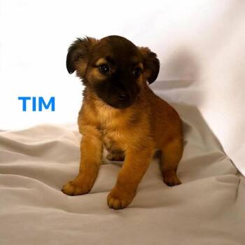 Mixed Breed Dogs Available for Adoption - Tim | PetCurious