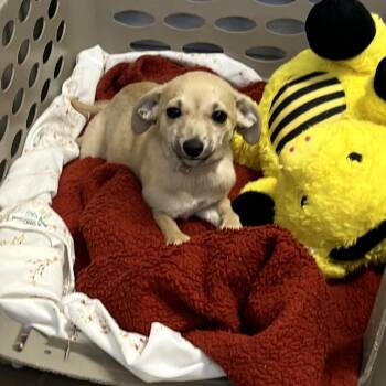 Mixed Breed Dogs Available for Adoption in New York, New York - Yote | PetCurious