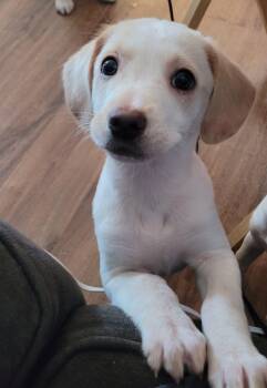 Terrier Dogs Available for Adoption - Trixie | PetCurious