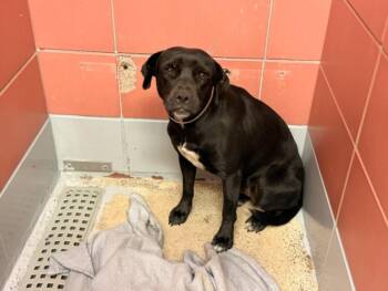 WENDY -  Labrador Retriever and Mixed Breed Dog for Adoption in Houston, Texas - WENDY | PetCurious