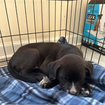 Swiss -  Labrador Retriever and Pit Bull Terrier Dog for Adoption in Raleigh, North Carolina - Swiss | PetCurious