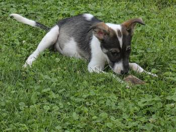 Harper -  Collie Dog for Adoption in Marine City, Michigan - Harper | PetCurious