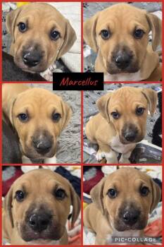 Marcellus -  American Bulldog Dog for Adoption in Newport, Kentucky - Marcellus | PetCurious