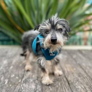 Simba -  Terrier Dog for Adoption in Pacific Grove, California - Simba | PetCurious