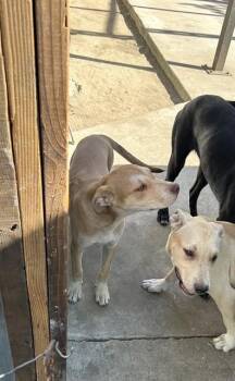 WETTA -  Pit Bull Terrier and Mixed Breed Dog for Adoption in Stockton, California - WETTA | PetCurious