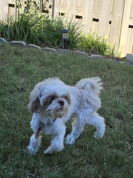 Georgie Pemberton -  Shih Tzu Dog for Adoption in Milton, Georgia - Georgie Pemberton | PetCurious