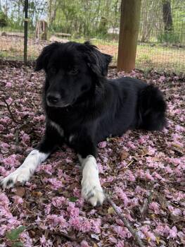 Myla -  Border Collie Dog for Adoption in Salisbury, North Carolina - Myla | PetCurious