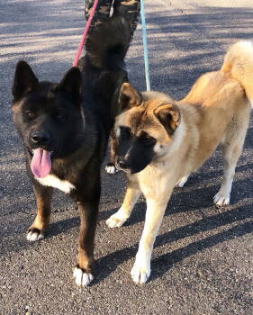 Rescue Akita Dogs for Adoption in Romoland, California - Wallace And Winnie - Bonded Pair | PetCurious