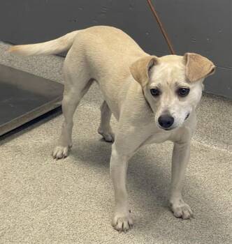 Parson Russell Terrier and Mixed Breed Dogs Available for Adoption in Tallahassee, Florida - PINTO | PetCurious