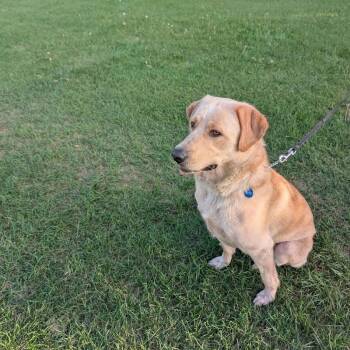 Stella -  Labrador Retriever Dog for Adoption in Woodstock, Ontario - Stella | PetCurious