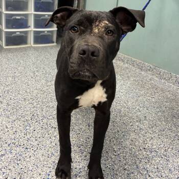 Rescue American Staffordshire Terrier Dogs for Adoption in Greenville, South Carolina - Johnathan | PetCurious