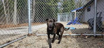 Mixed Breed Dogs Available for Adoption - Dog Stevens | PetCurious