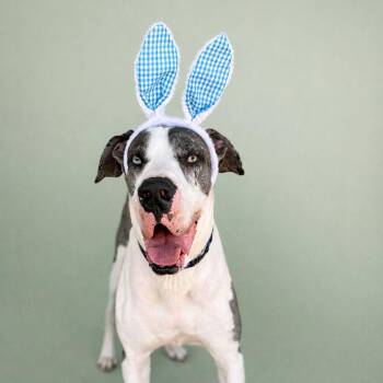 Great Dane Dogs Available for Adoption - Hugh | PetCurious