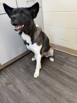 Rescue Akita Dogs for Adoption in Waynesboro, Georgia - Bootsy (princess) | PetCurious