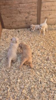 Golden babies -  Golden Retriever Dog Available for Sale in Cope, Colorado - Golden Babies | PetCurious