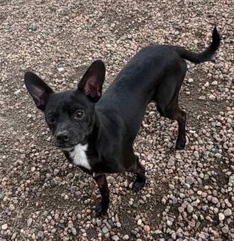 Maxwell -  Chihuahua Dog for Adoption in Columbus, Nebraska - Maxwell | PetCurious