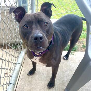 Neka -  Pit Bull Terrier Dog Available for Adoption in New Kensington, Pennsylvania - Neka | PetCurious