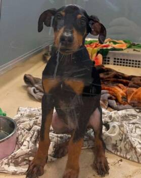 Lusia -  Doberman Pinscher Dog for Adoption in Newport, Kentucky - Lusia | PetCurious