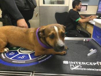 SUNSHINE -  Dachshund and Mixed Breed Dog for Adoption in Riverside, California - SUNSHINE | PetCurious
