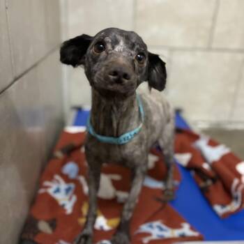 Greta -  Miniature Schnauzer Dog for Adoption in Eureka Springs, Arkansas - Greta | PetCurious