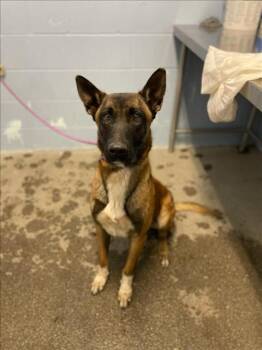 BOSS -  Belgian Shepherd Malinois Dog for Adoption in Woodland, California - BOSS | PetCurious