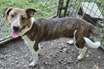 Rescue Whippet and Mountain Cur Dogs for Adoption in Saint Clairsville, Ohio - Foxy | PetCurious