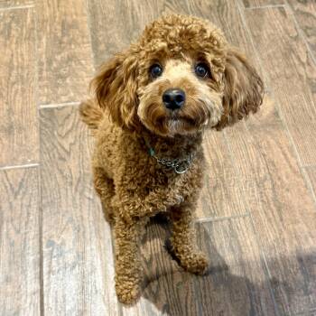 Miniature Poodle Dogs Available for Adoption in Murphysboro, Illinois - Pearl | PetCurious