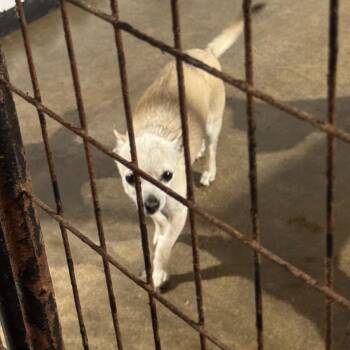 Nina -  Chihuahua and Terrier Dog for Adoption in Newberg, Oregon - Nina | PetCurious